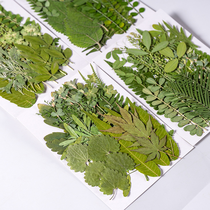 Dried Flower Bulk - 1Set 35pcs Pressed Dried Flower Mixed