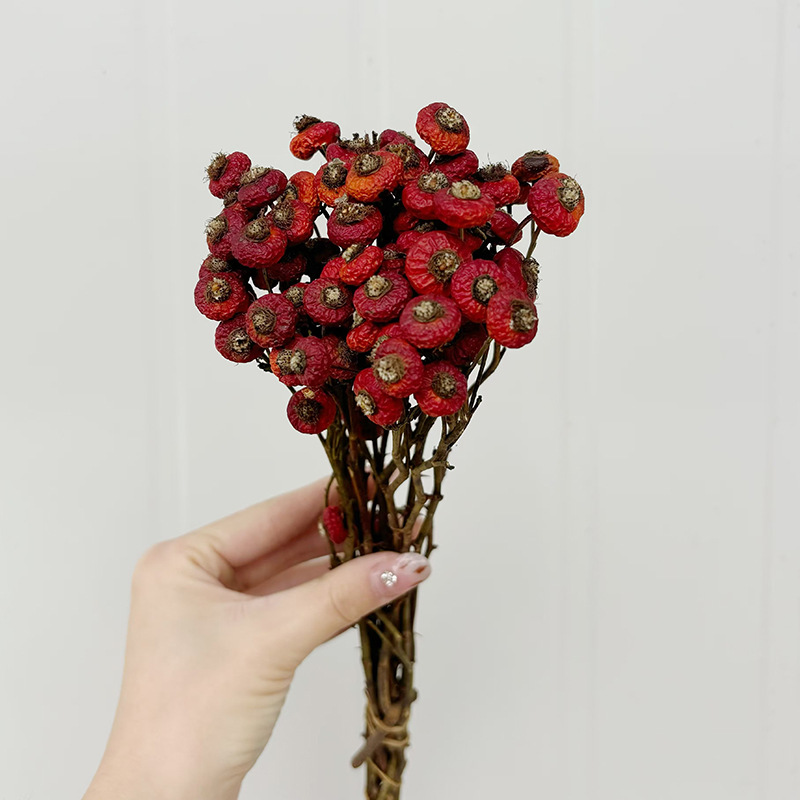 10pcs/Bunch Dried Rose Hip Ber - Dried Flower Bulk ulasan dan harga