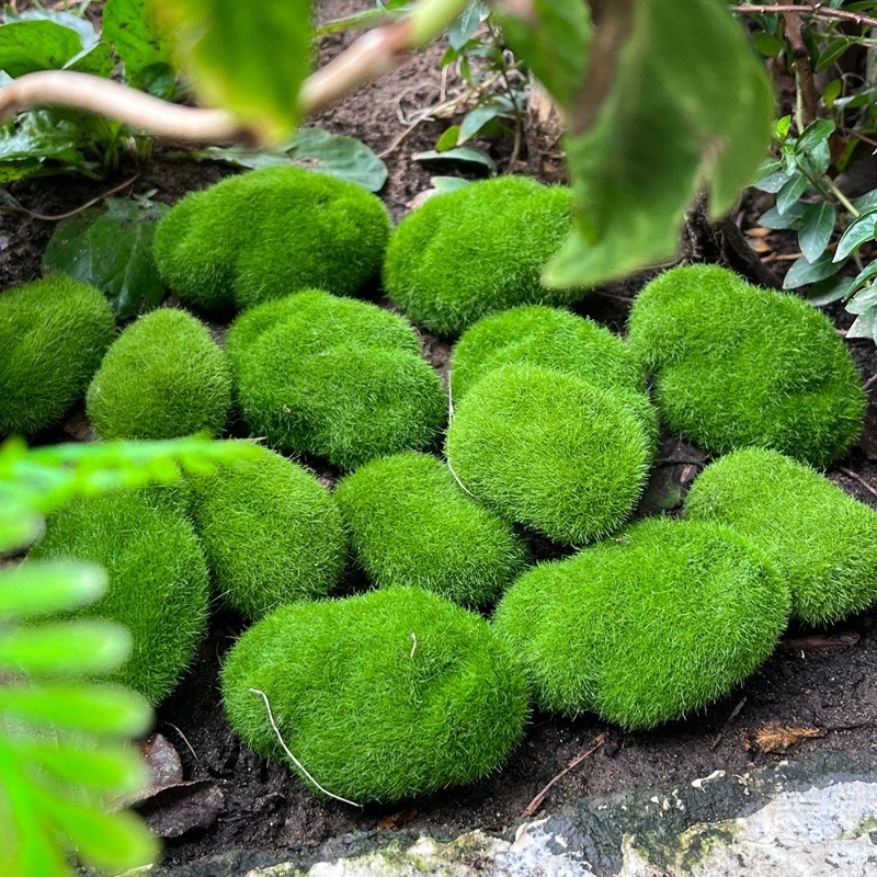 5/30pcs Simulation Moss Stone  - Terrarium Moss Art ulasan dan harga