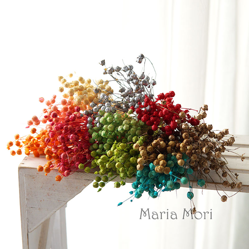5g Preserved Flax Bean Natural - Dried Flower Bulk ulasan dan harga