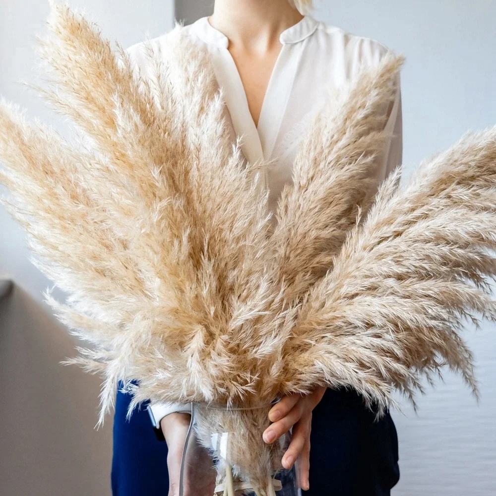 120cm - 130cm Fluffy Large Pam - Dried Flower Bulk ulasan dan harga