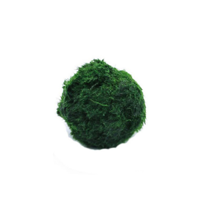 Marimo Moss Balls Live Aquariu - Terrarium Moss Art ulasan dan harga