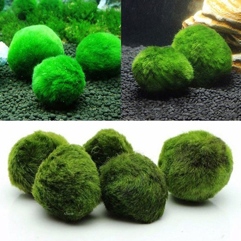 Marimo Moss Balls Live Aquariu - Terrarium Moss Art ulasan dan harga