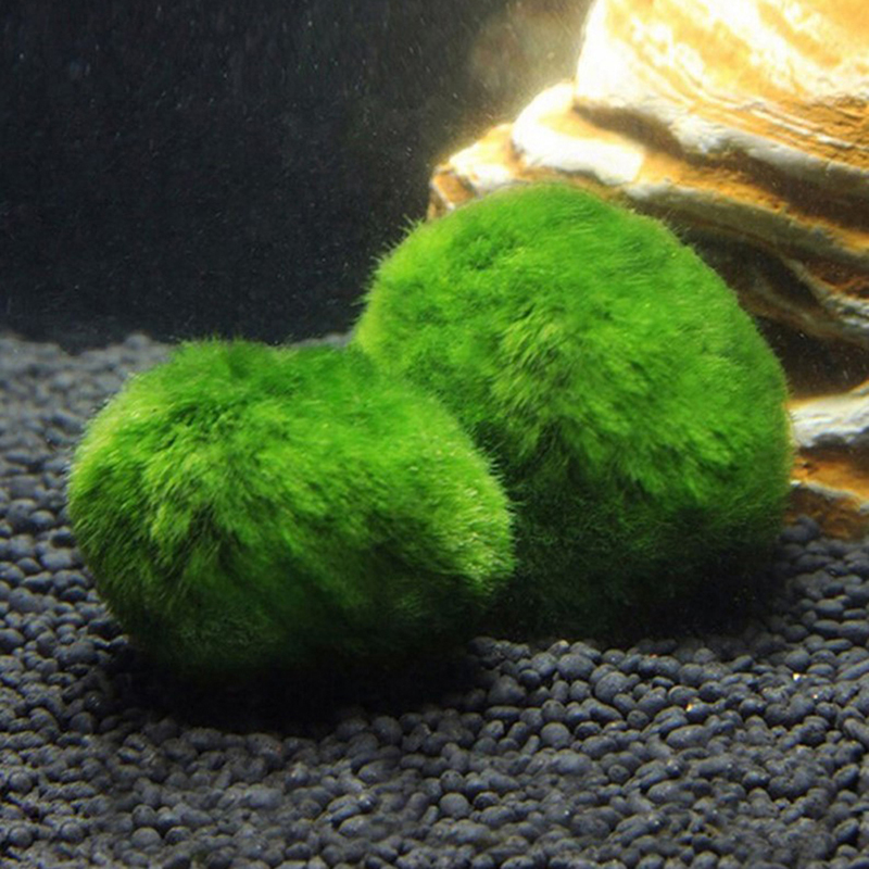 Marimo Moss Balls Live Aquariu - Terrarium Moss Art ulasan dan harga