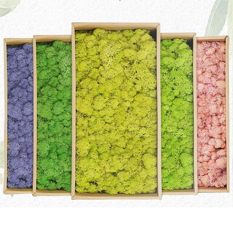 20g Artificial Green Moss Plan - Terrarium Moss Art ulasan dan harga
