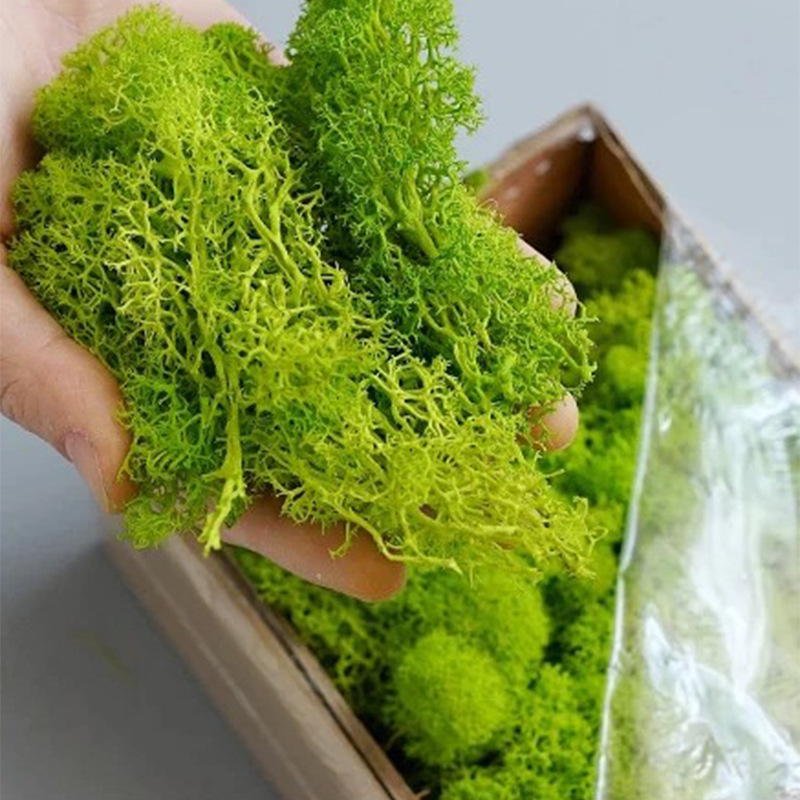 20g Artificial Green Moss Plan - Terrarium Moss Art ulasan dan harga